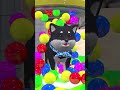 Long Slide Game with Cow Elephant Gorilla Hippopotamus Tiger 3d Animal Game Funny 3d Animals