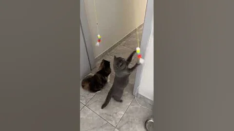 This toy made my cat OBSESSED! 😻   Toys for Cats