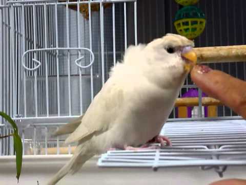 吐く セキセイ インコ