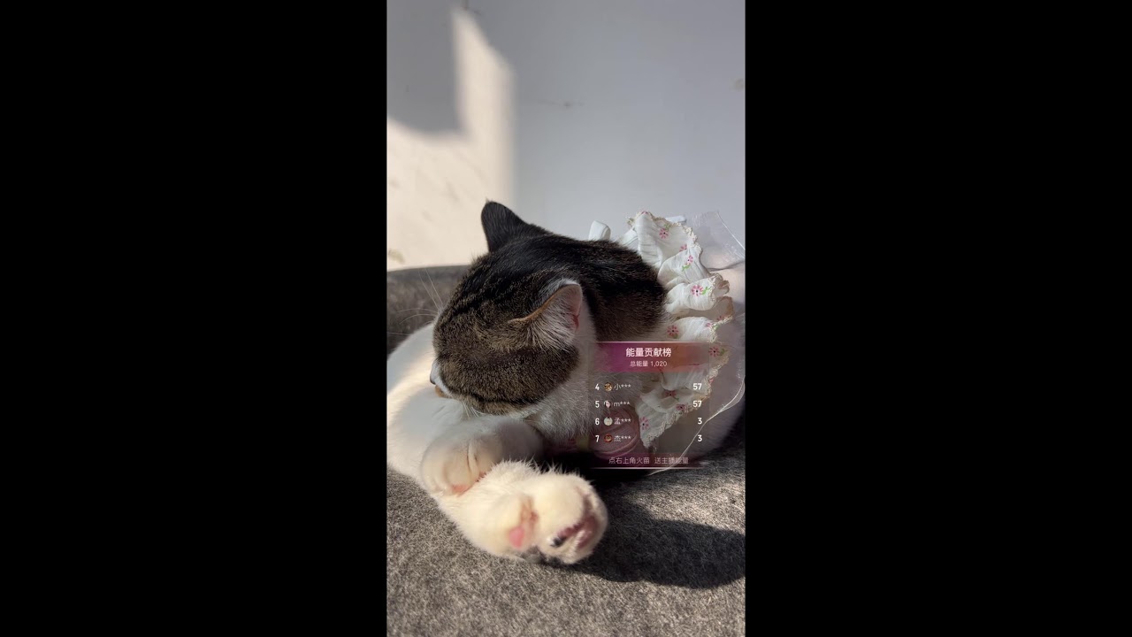 Cat Live｜ねこライブ｜貓咪直播｜ 2026-01-16 