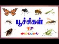   poochigal  learn insect names in tamil for kids  children  arumbugal  