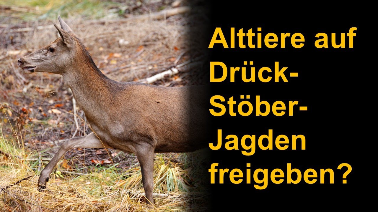 Alttiere auf Drück- Stöber- Jagden freigeben?