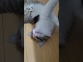 #cat #gatos #viralvideo #viralshorts #viralshort #fyp