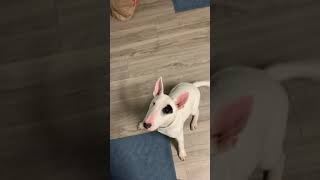 English Bull Terrier And