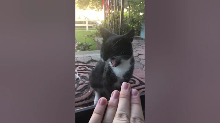 Random (stray) Cat Video