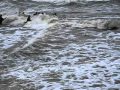 Ловля янтаря в Калининграде во время шторма