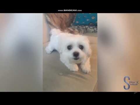 DORITO ს ბაღნების სერიიდან ძაღლი vs კატა vs ადამიანის შუანა თითი