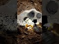 Desert Scorpion POV: Tiny Camera Reveals a Massive Hidden Underground Colony