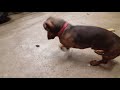 Weiner Dog VS Beetle