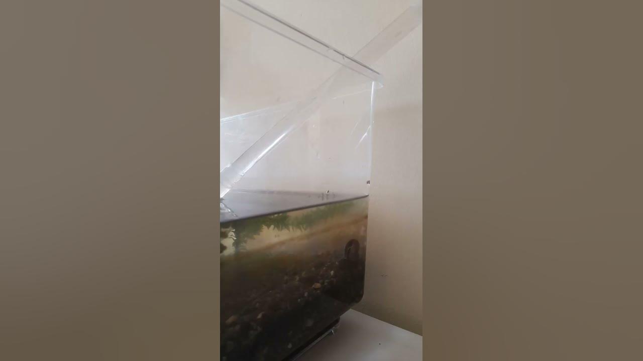 How do you keep your tank clean?snails tankcleaning snaileggs reels