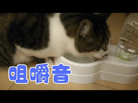 【咀嚼音】 ASMR 猫が水を飲む音 Mastication sound