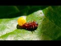 Caterpillar to Butterfly Lifecycle