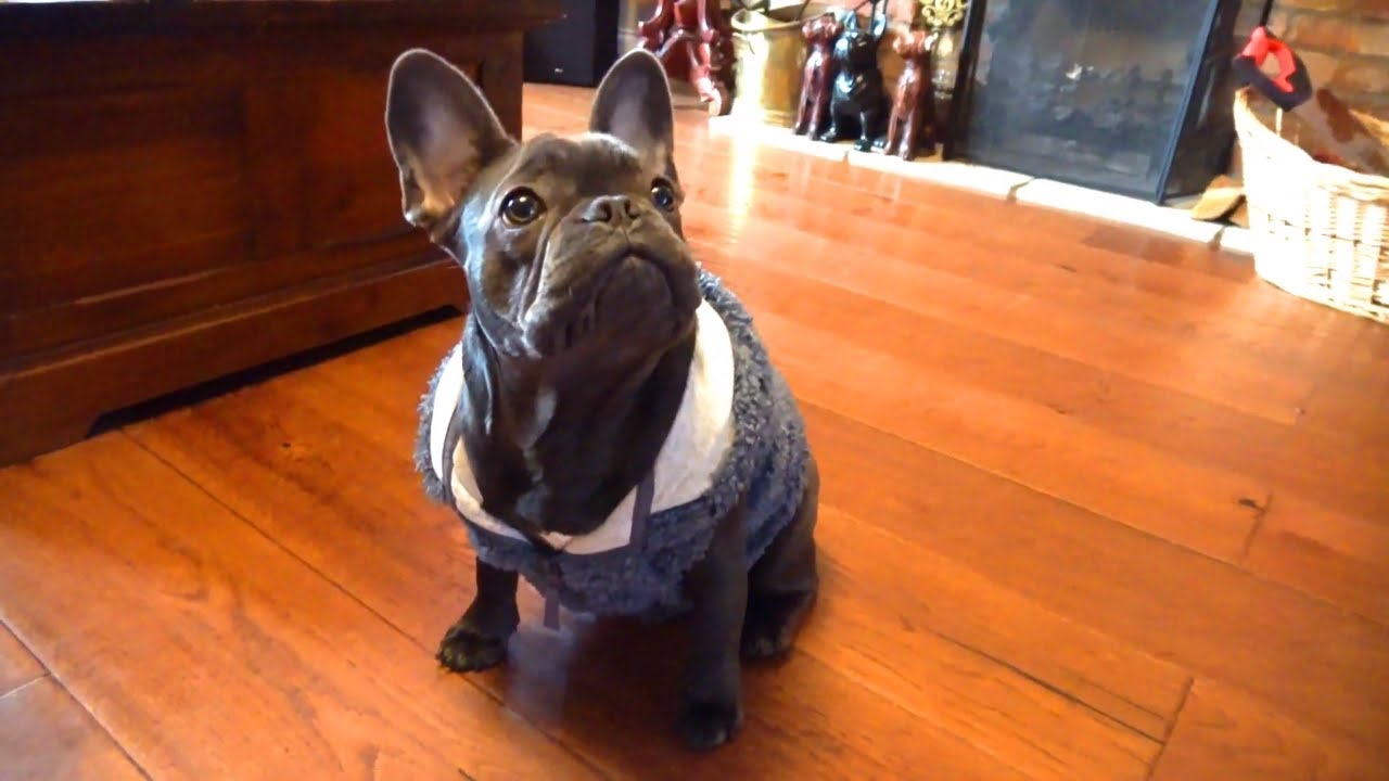 FUNNY FRENCH BULLDOG😃 