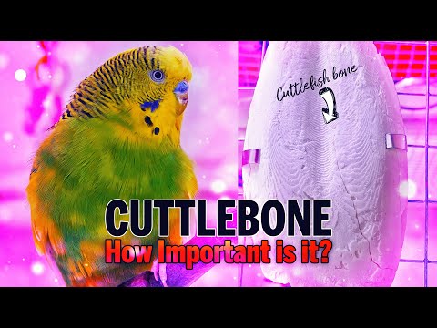 Video: Je cuttlebone itadhuru samaki wangu?