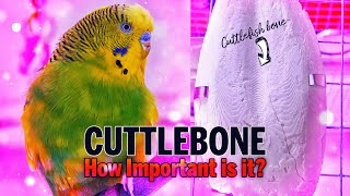 Cuttlebone for Birds! Why Does My Budgie Use a Cuttlebone? screenshot 5