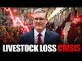 UK Government LOSES IT After Livestock Farmers Begin Mass Culling