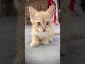 Cute Cat Catlovers Cat Catshorts Cute Cat Catlovers Cat Catshorts