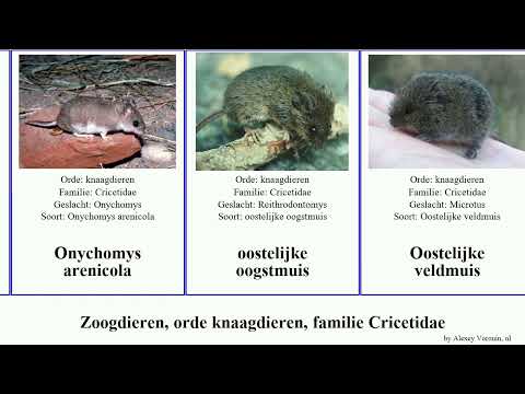 Video: Siberische lemming: beschrijving, fokken, voeding