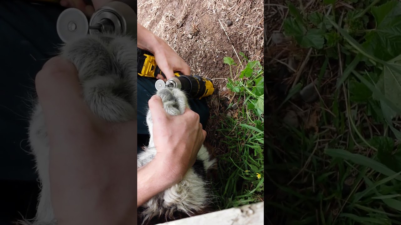 Alpaca teeth trimming YouTube