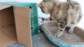 Happiness from a cat’s perspective，The cat stepped on the small box and was beaten. by Furry Elf 77 views 6 months ago 3 minutes, 26 seconds