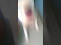 Bull terrier selfie taking