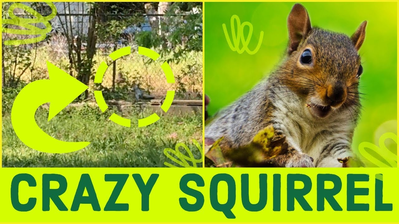 Funny Squirrel 🤪 🐿 Jumping Up & Spinning On Bird Feeder 🌲 Crazy ...