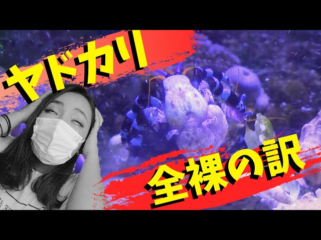 アクアリウム】ヤドカリが全裸になったワケ‼️海水水槽面白映像