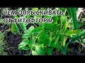Как Предотвратить Фитофтороз Томатов, Биологические Методы Лечения