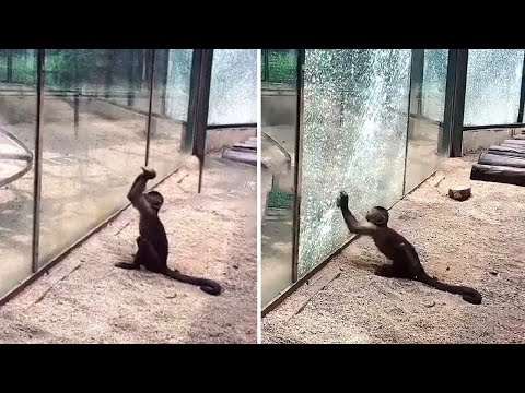 5 შემთხვევა, როდესაც აკვარეუმის შუშა საკმაოდ მტკიცე არ აღმოჩნდა