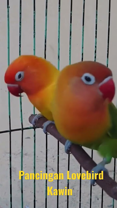 Pancingan Lovebird Kawin #shorts #lovebirds #lovebirdkonslet