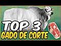 TOP 3 RAÇAS DE GADO CRIADAS NO BRASIL. ( GADO DE CORTE )