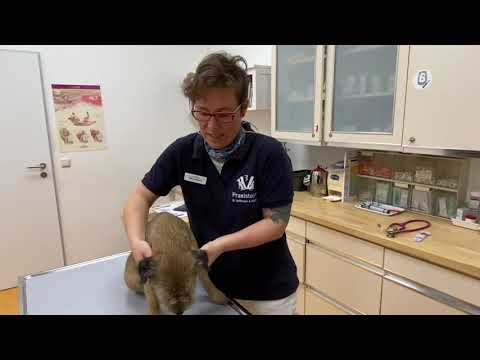 Video: Veterinäruntersuchungen Für Ihren Hund