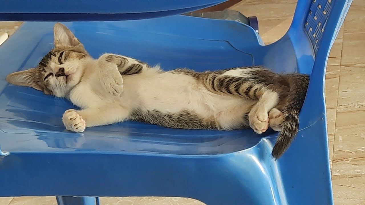 Funny Cat Compilation 🤣😃|My Cat's another Attrocities|Chinna|#04