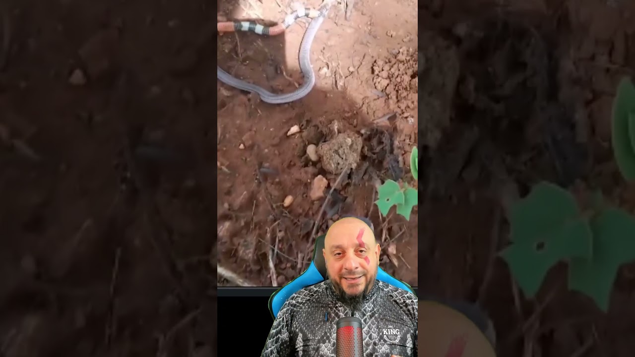 Cobra-coral verdadeira predando uma cobra de duas cabeças