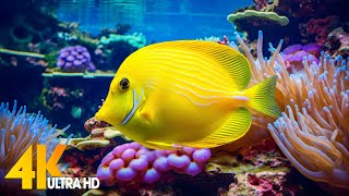 Aquarium 4K VIDEO (ULTRA HD)  Beautiful Coral Reef Fish  Relaxing Sleep Meditation Music #77