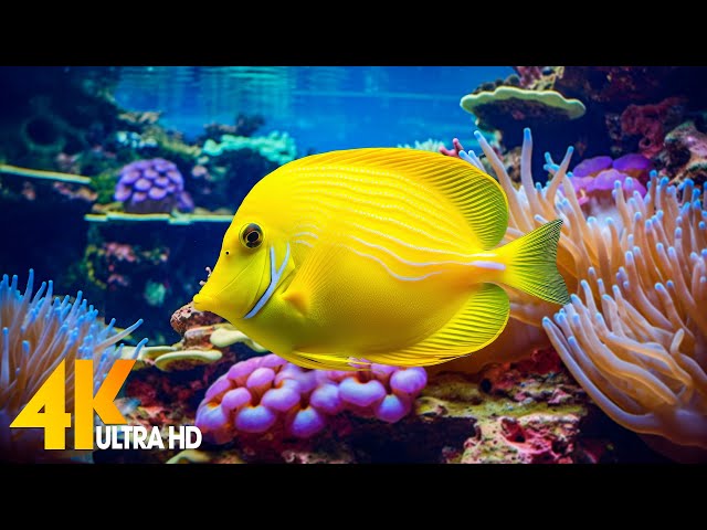 Aquarium 4K VIDEO (ULTRA HD) 🐠 Beautiful Coral Reef Fish - Relaxing Sleep Meditation Music #77 class=