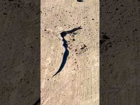 افاعي في اهوار الجبايش خطره