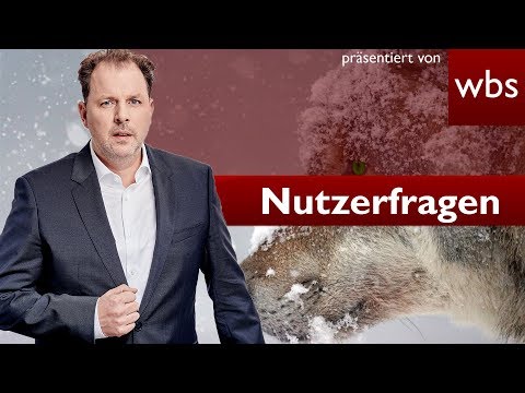 Wolfsangriff: Wann darf ein Wolf erschossen werden? | Nutzerfragen RA Christian Solmecke