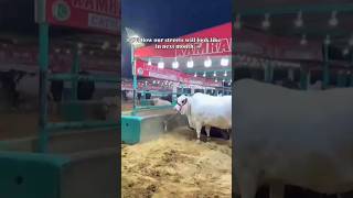 FINALLY THE WAIT IS OVER ❤ #HMSHORTS#5mveiw#edit #bakraeid2K26#cow#foryou #mandi#life#goldenday