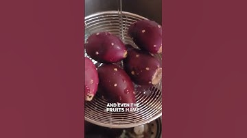 Harvesting and processing prickly pear cactus for juice or a sweet treat!