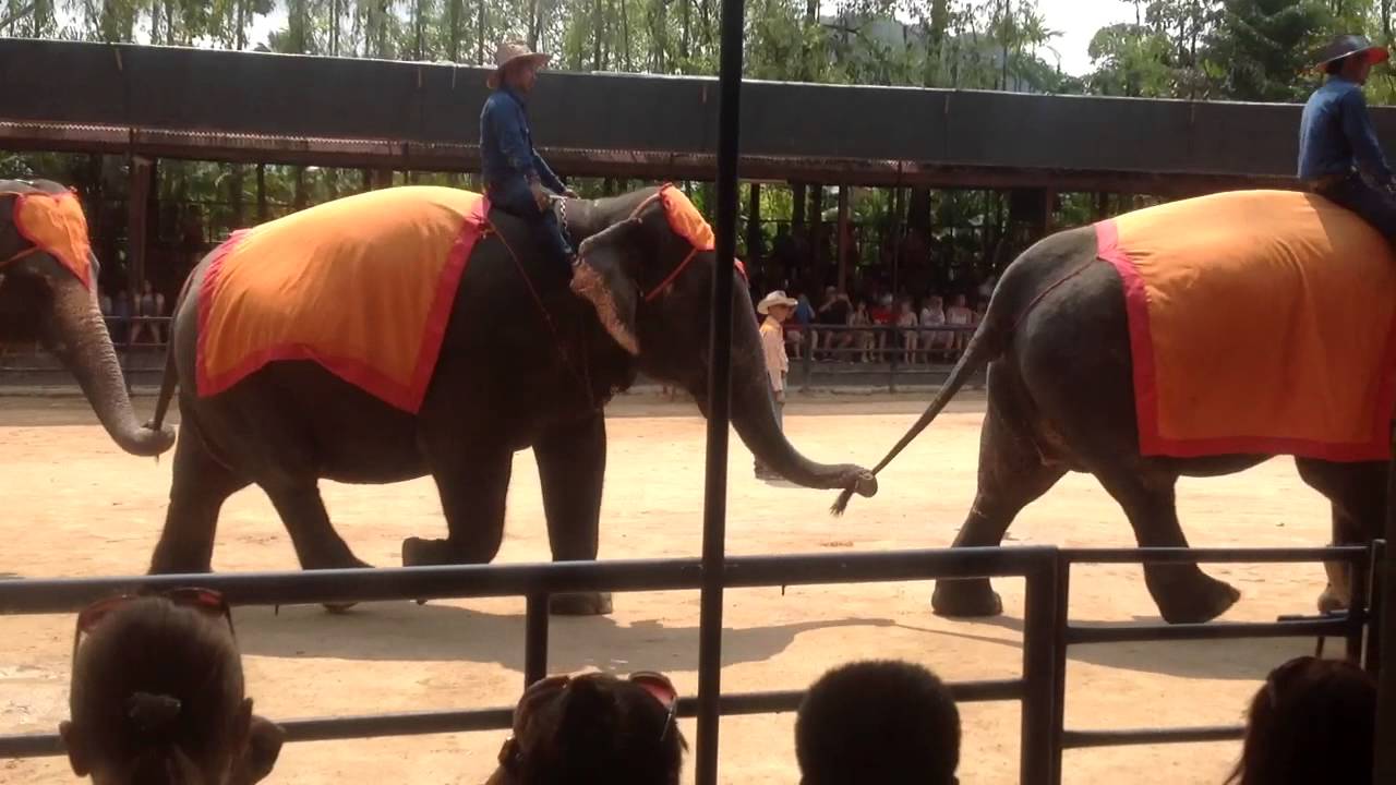 Atraksi gajah  thailand  YouTube