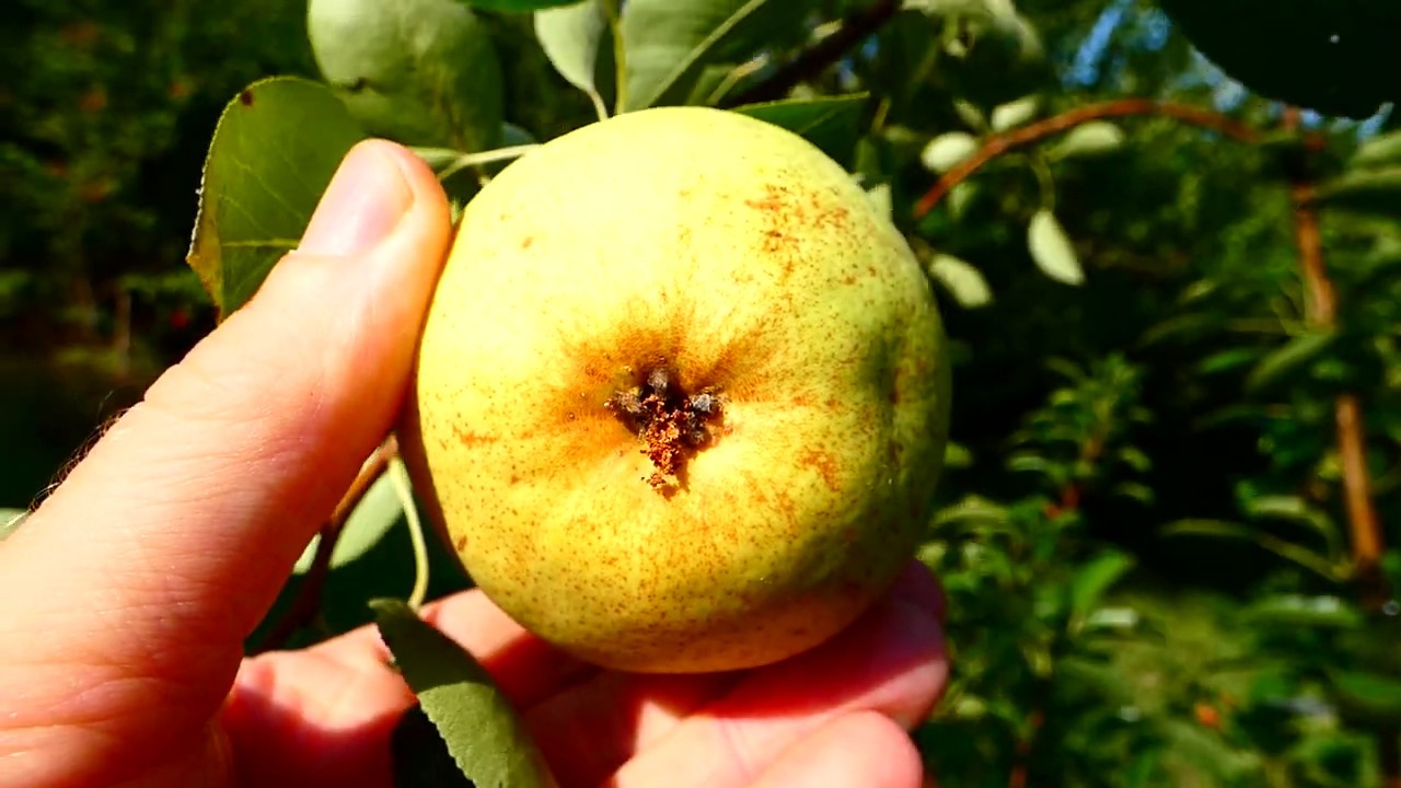 Williams Christ, Conference Birne (Pyrus communis) Natur Erlebnis Digital Travel Virtueller Rundgang