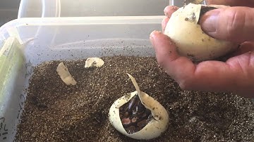 Calico x Redstripe cutting video