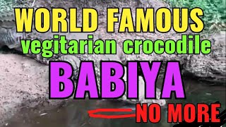 WORLD FAMOUS BABIYA NO MORE#arjunsounds  #babiya #crocodile