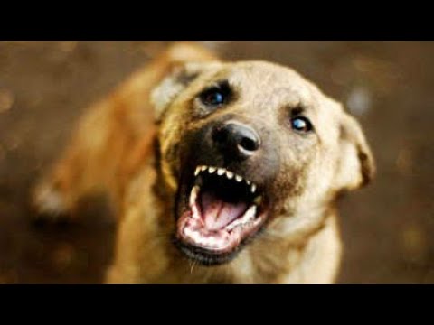 القضاء على نباح الجراء عند دخولهم منزلك لأول مرة