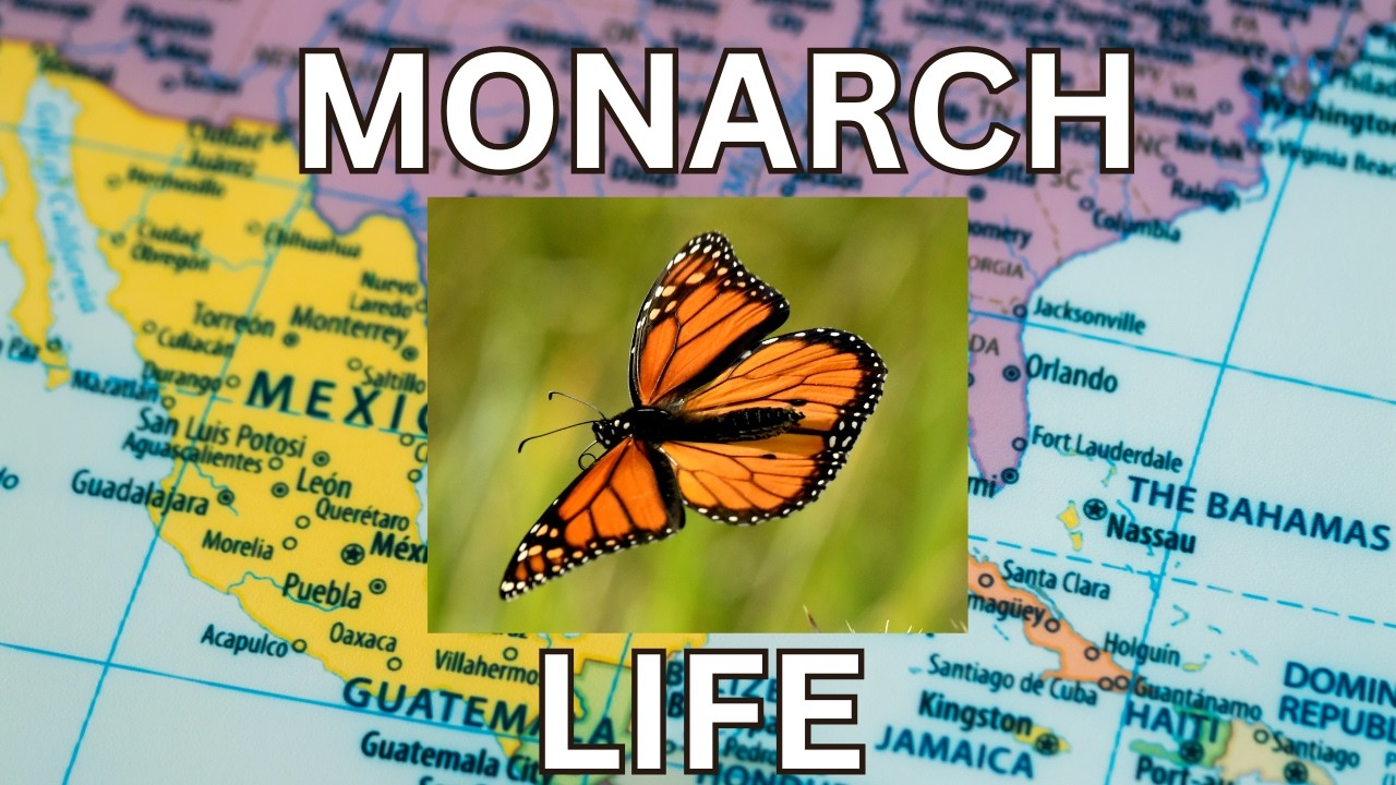 Бабочка-монарх может жить 8 месяцев и мигрировать на расстояние до 3000 миль.