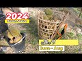 2024 Malaysia Durian Season | 榴莲季节