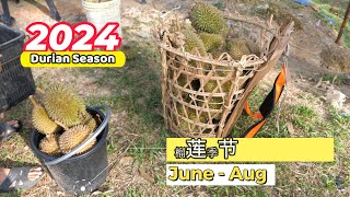 2024 Malaysia Durian Season | 榴莲季节