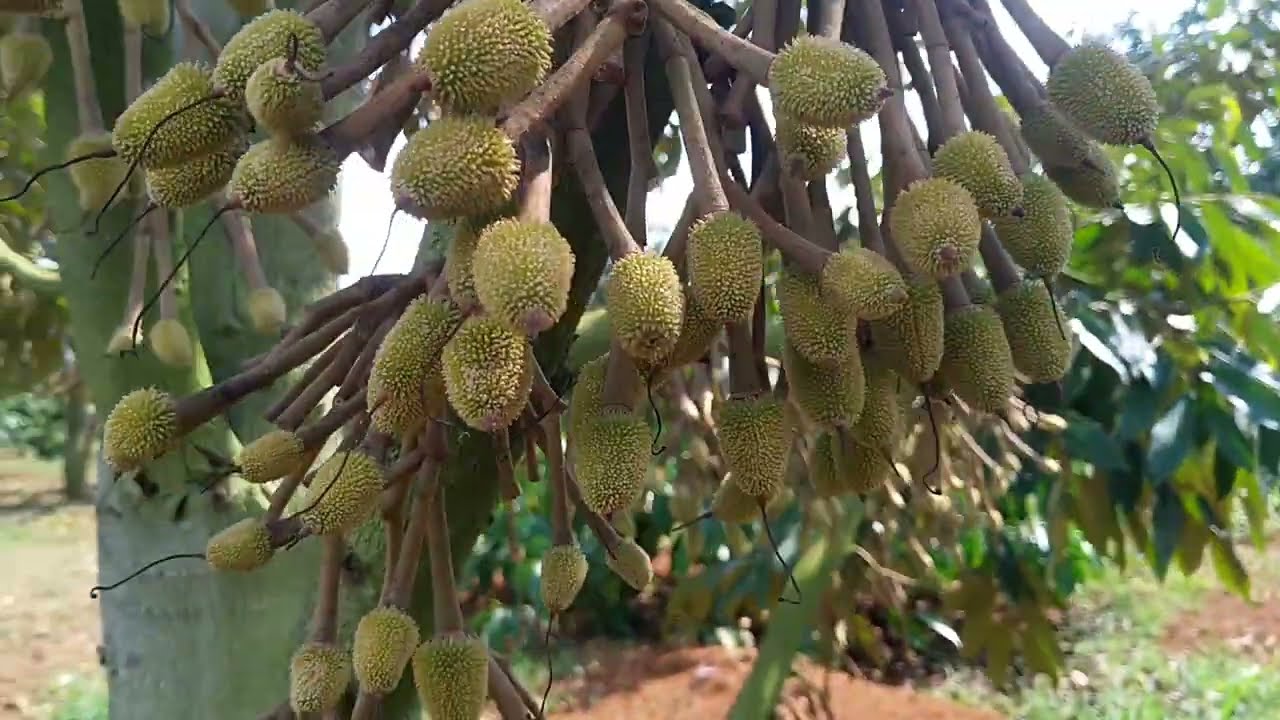 #334- CHẶN ĐỌT, ĐỐT ĐỌT, ĐIỀU HOÀ SINH TRƯỞNG SẦU RIÊNG CÓ HẾT TRONG VIDEO NÀY....