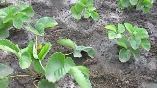 видео Чем подкормить клубнику ранней весной и чем обработать